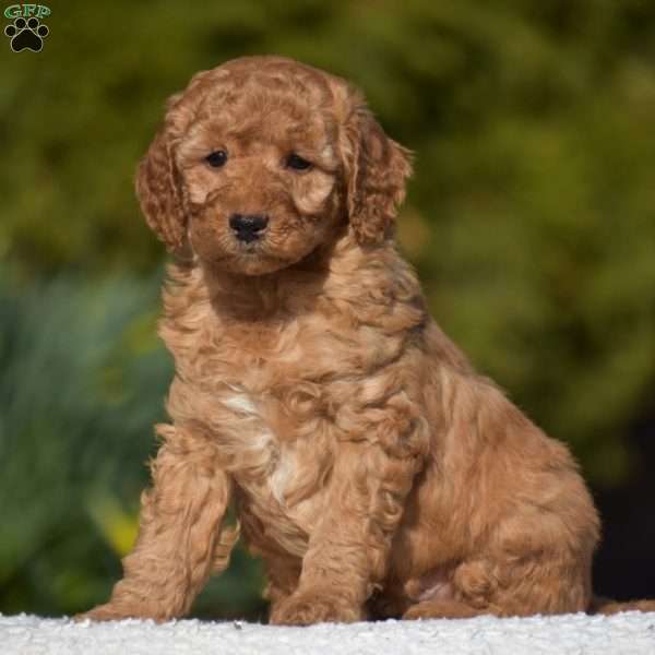 Kyle, Miniature Poodle Puppy